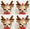 Chrimas Dog Winter Warm Clothing Cute Plush Coat Hoodies Pet Costume Jacket For Puppy Cat French Bulldog Chihuahua Small Dog Clothing - Coffee - XL