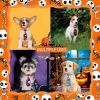 Halloween Dog Accessoires Small Dog Bow Tie Skull Pet Supplies Dog Bows Pet Dog Bowtie/ Neckties Small Dog Hari Bows - 7