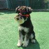 Dog Goggles Small Breed; Easy Wear Small Dog Sunglasses; Adjustable UV Protection Puppy Sunglasses for Small to Medium Dog - Orange